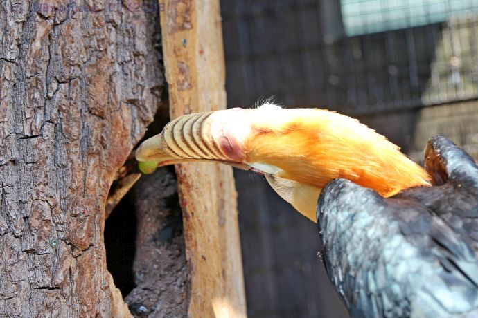 Papua Hornbill