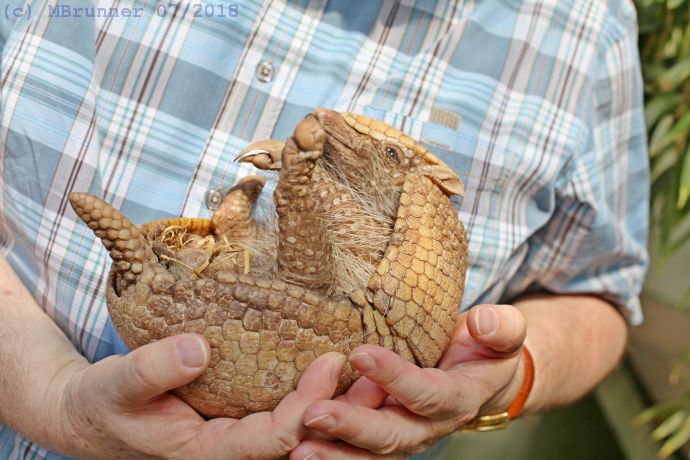 Armadillo