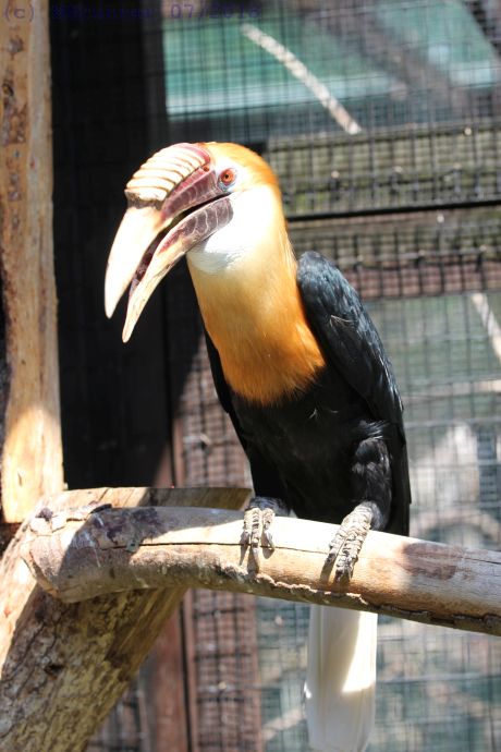 Papua Hornbill