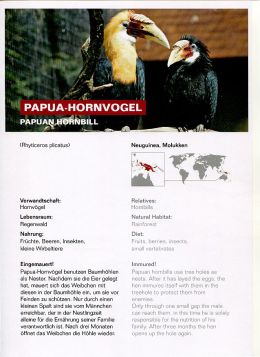 Papua-Hornvogel